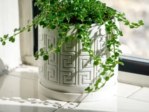 [Aztec Pattern Debossed Planter Pot, with Drainage Holes, Drip Tray] Aztec Pattern Debossed Planter Pot, with Drainage Holes, Drip Tray